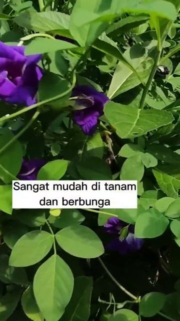 Pewarna Makanan Alami | Nasi Biru #bungatelang #coloring #nature смотреть онлайн