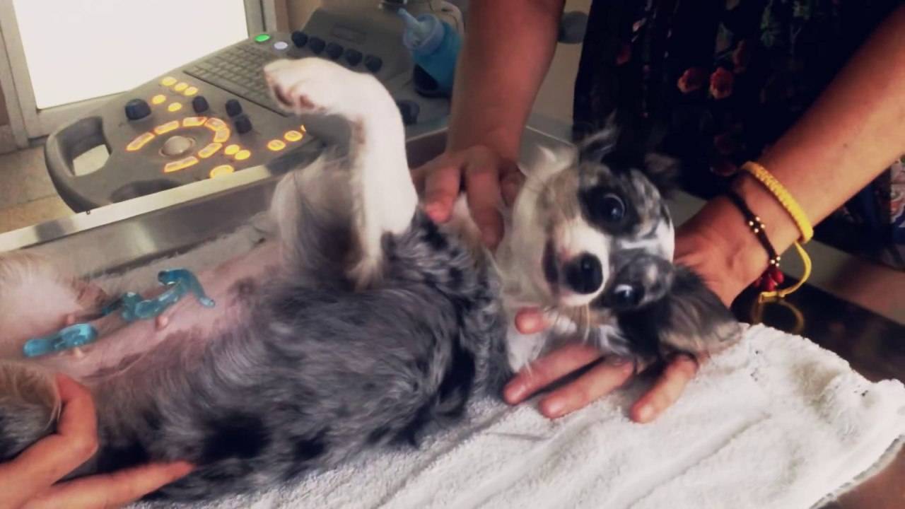 Стерилизация собаки и пиометра: важный влог от Софи 🐶💉 смотреть онлайн