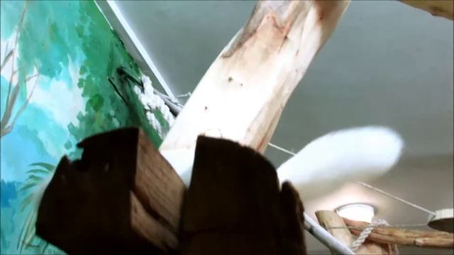 Семья колобусов и очень подвижный малыш. 29.10.20 г. смотреть онлайн