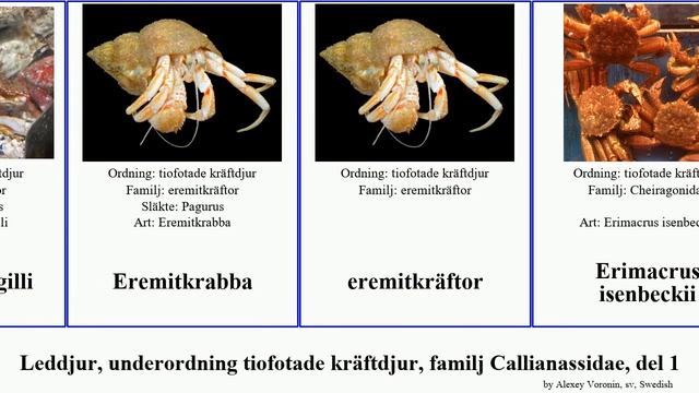 Leddjur, underordning tiofotade kräftdjur, familj Callianassidae, del 1 cancer hummer destructor смотреть онлайн