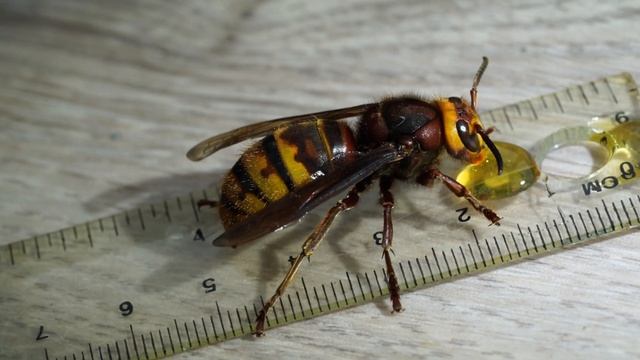 European Hornet Vespa Crabro Vexator, UK's Biggest Hornet, Queen And Drone Measured