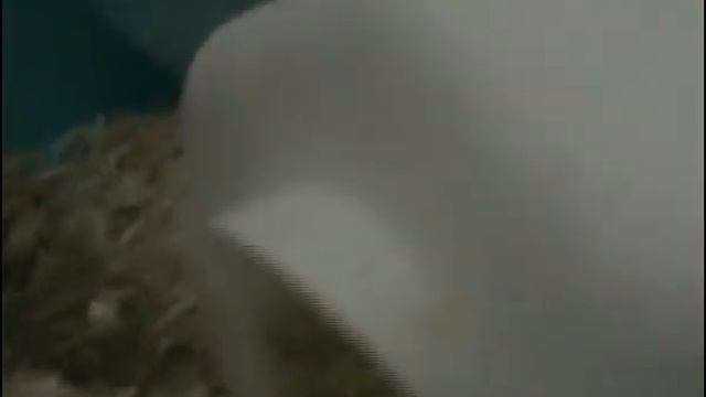 Хома получил свой обед и прыгает до ПОТОЛКА)))