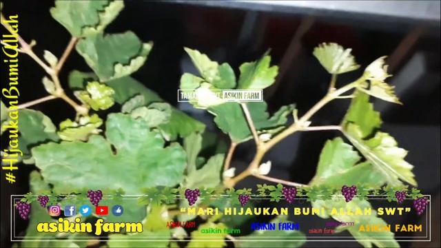 REVIEW ANGGUR NIZINA || TRIK PERTUMBUHAN VIGOR DI OWN ROOT NIZINA || ANGGUR NIZINA GENJAH смотреть онлайн