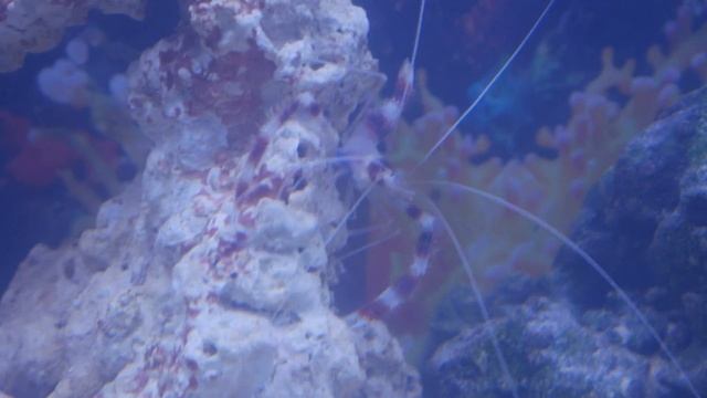 4k 30fps shrimp смотреть онлайн