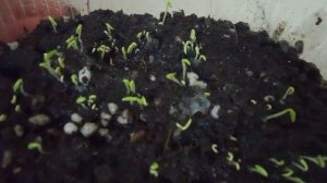 Питахайя, выращивание из семян 1 часть