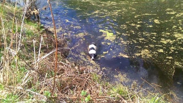 Русский спаниель - На пруду