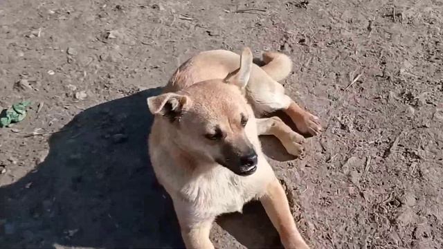 2 часть ЖЫВОТНИХ и ЗВЕРЕЙ И ТИК ТОКЕР МИЛОТА🤗🤗 смотреть онлайн