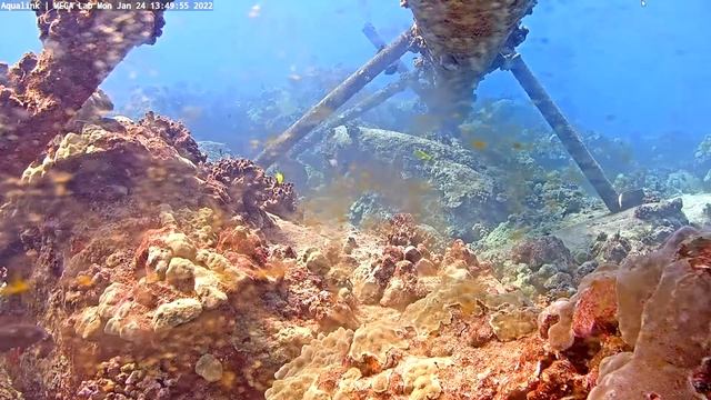 Whale song from 1335 to 1412 on 2022 01 24 Aqualink/MEGA Lab Hawaii live stream смотреть онлайн