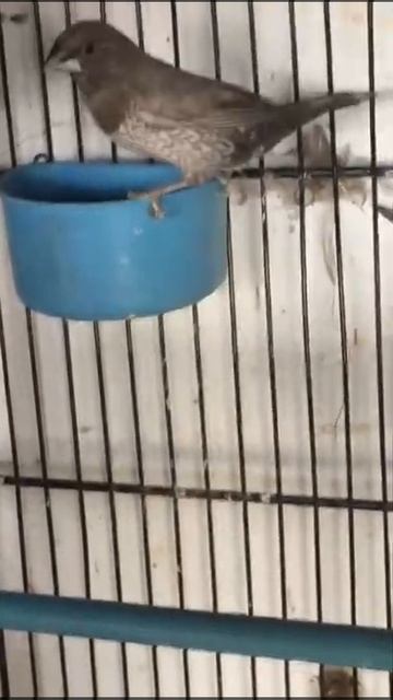 euro pearl bangles pair dextor Morgan line смотреть онлайн