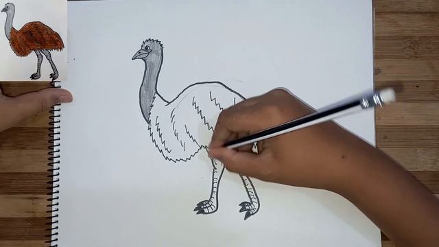 How To Draw a Emu Bird Easily By Tafrid смотреть онлайн