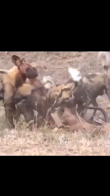 Horrible scene, wild dog attacking antelope #shorts смотреть онлайн