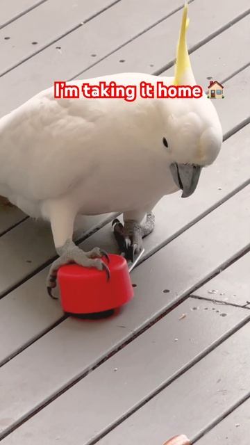 Don't touch! Hands Off, What's Mine is Mine! 🚫🦜 смотреть онлайн