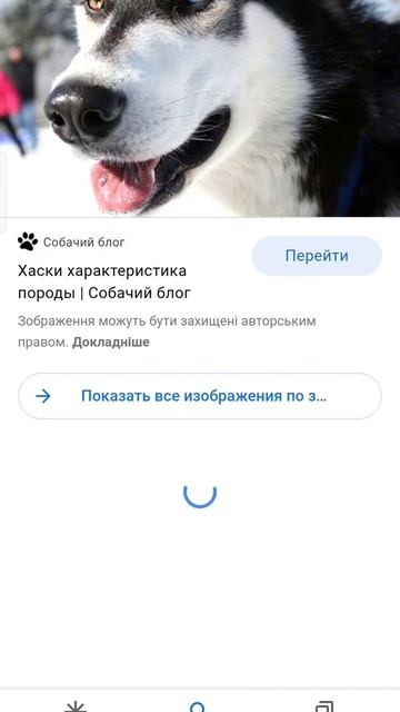хаски и боксёр топ смотреть онлайн