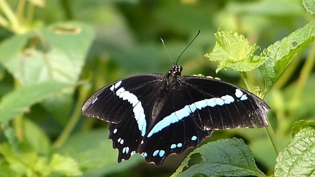 Schmetterling Papilio nireus смотреть онлайн