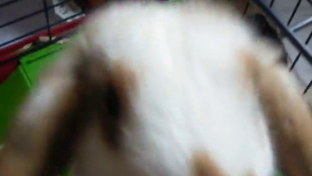 mon ti lapin ^^ смотреть онлайн