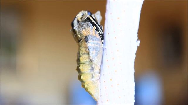 Nascita farfalla Papilio Machaon смотреть онлайн