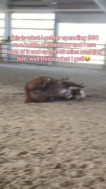 I feel like he was trying to rub it in my face!😂 #horse #ilovemyhorse #equestrian #horsey смотреть онлайн