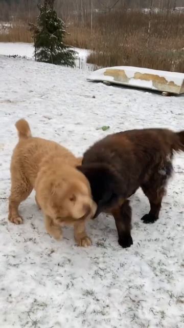 Любовь и Тибетский мастиф#тибетскиймастифТибетский мастиф#тибет смотреть онлайн