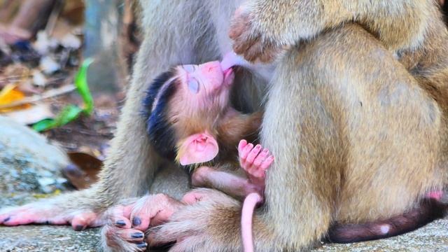 After Milk is fully Mom 😭d-isciplines adorable tiny baby monkey 😭c-rying 😭h-ardly смотреть онлайн