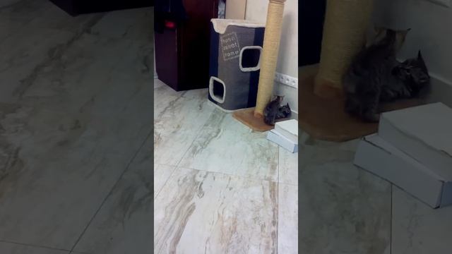 Британские котятки смотреть онлайн