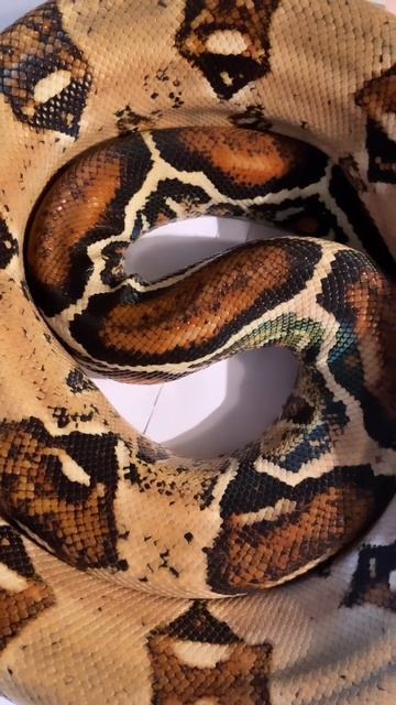 🐍 💚 1.0 Boa Constrictor Imperator Max Caramel Pink (CB 2014) #BCI #snake #snakes #boaconstrictor смотреть онлайн