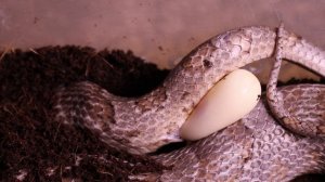 Разведение маисовых полозов