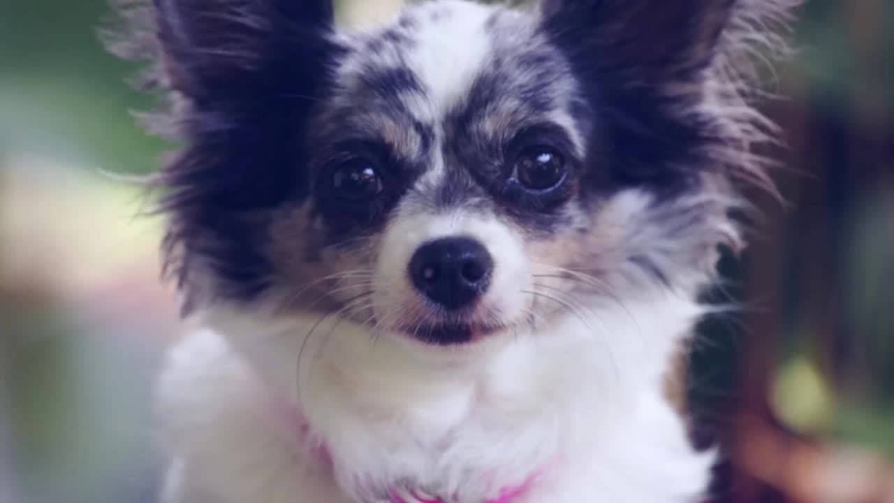 Любимые Питомцы