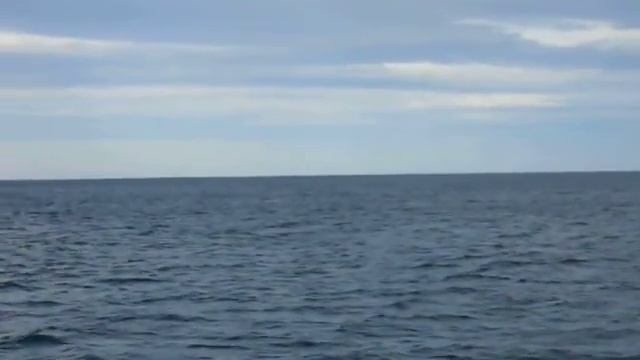В погоне за китами у берегов Сиднея смотреть онлайн