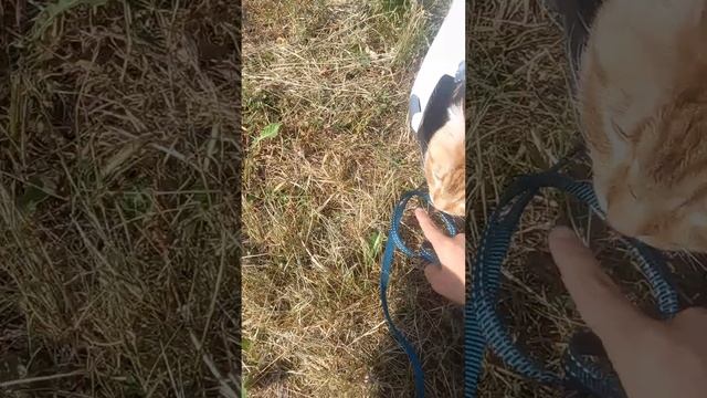выгуливаю кота на улице! как приручить кота к улице? в этом видео я расскажу об этом! смотреть онлайн