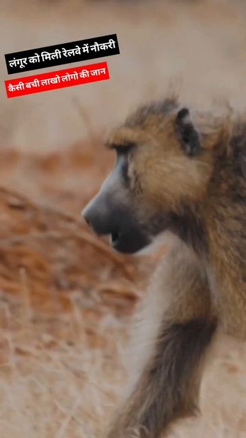 लंगूर की रेलवे की नौकरी।baboon In Railway Job #shorts #facts #animals
