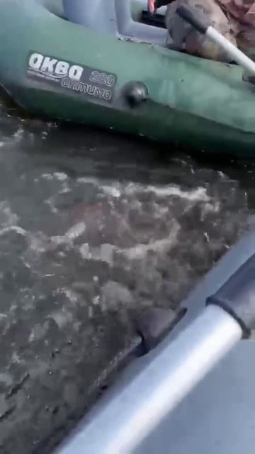 Трофейный змееголов.Catch and release. смотреть онлайн