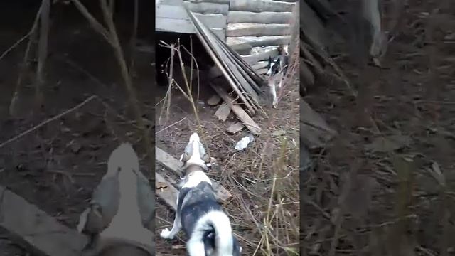 Притравка по кабану РЕЛ Мишка, ЗСЛ Кайра1 смотреть онлайн