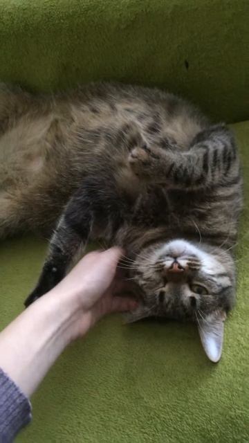 Зверски нежное нападение кошки на человека! Extremely cute cat смотреть онлайн