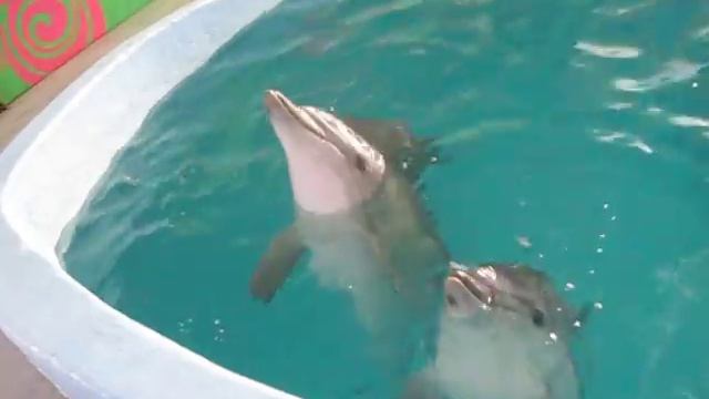 Диля Абдрашитова и маг АРСУН смотреть онлайн