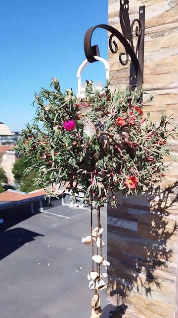 "Сад на крыше". Шарик из портулака цветёт и меня радует! смотреть онлайн