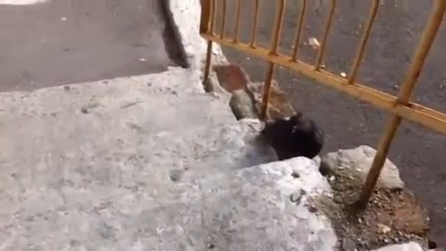 Vittalio смотреть онлайн