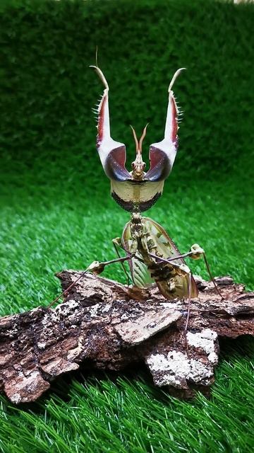 Kung FU Mantis Stretching Out смотреть онлайн