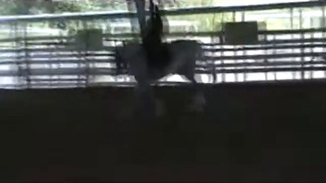 Imported Grey Dressage/Jumping Warmblood For Sale - SOLD смотреть онлайн
