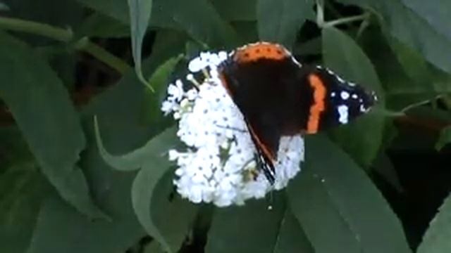 Sommerfugl Admiral 1/2 Butterfly The Red Admiral (Vanessa atalanta) смотреть онлайн