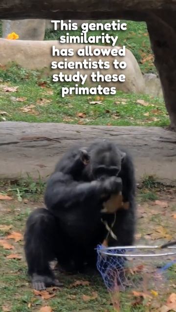 3 astonishing facts about Chimpanzees! смотреть онлайн