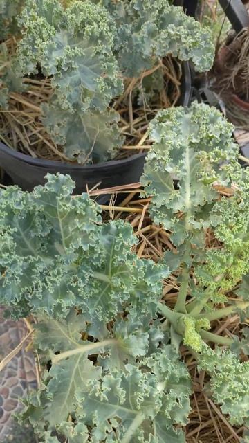 Trồng giống cây Cải Xoăn Kale non mơn mởn thật là thích смотреть онлайн