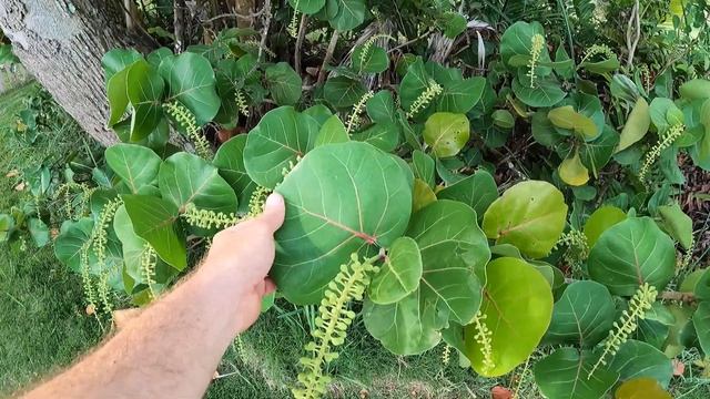 Florida's Sea Grapes: Native, Edible, Shade Tree / Hedge, Beach Front Shoreline Stabilization Plant смотреть онлайн