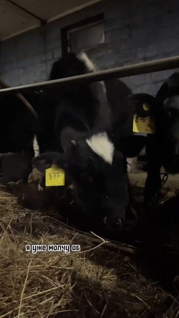 #2024 #freefire #new #subscribe #кфхполоводово #2023 #funny #сельскоехозяйство #shortvideo смотреть онлайн