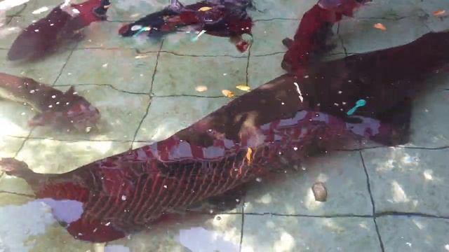Arapaima Gigas In My Fish Pond #amazon #amazonplayfishing #catfish #arapaima #arapaimafish #aquariu смотреть онлайн