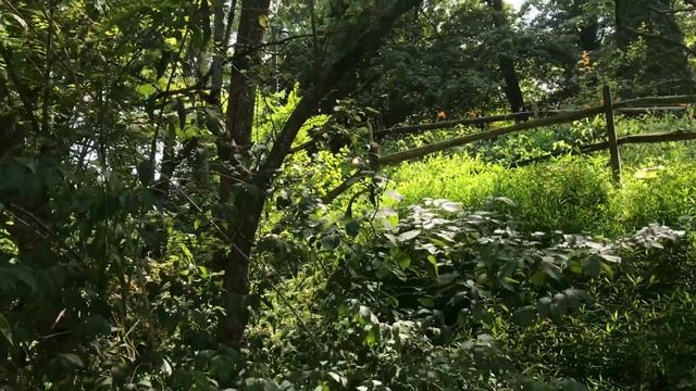 Short video showing the neighbors new hidden camera they placed on our tent on 7/26/2024. смотреть онлайн