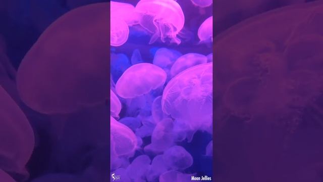 Moon Jellies (Aurelia aurita) смотреть онлайн