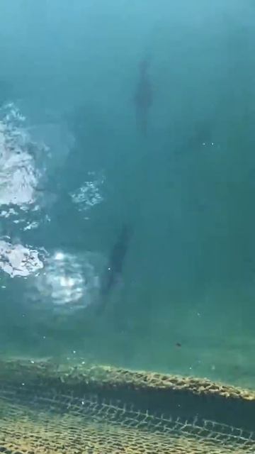 Mount Lu West Sea смотреть онлайн