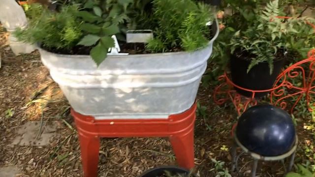 Backyard Garden Tour Nearly wild roses ,rhododendrons and other beauties May 8, 2019 смотреть онлайн