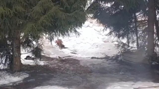 Лиса около дома. смотреть онлайн