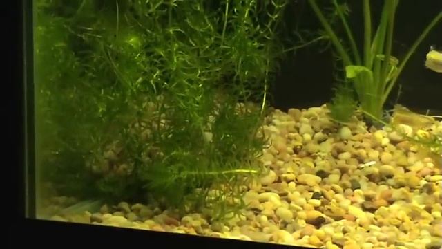 Blue Paradise Update смотреть онлайн